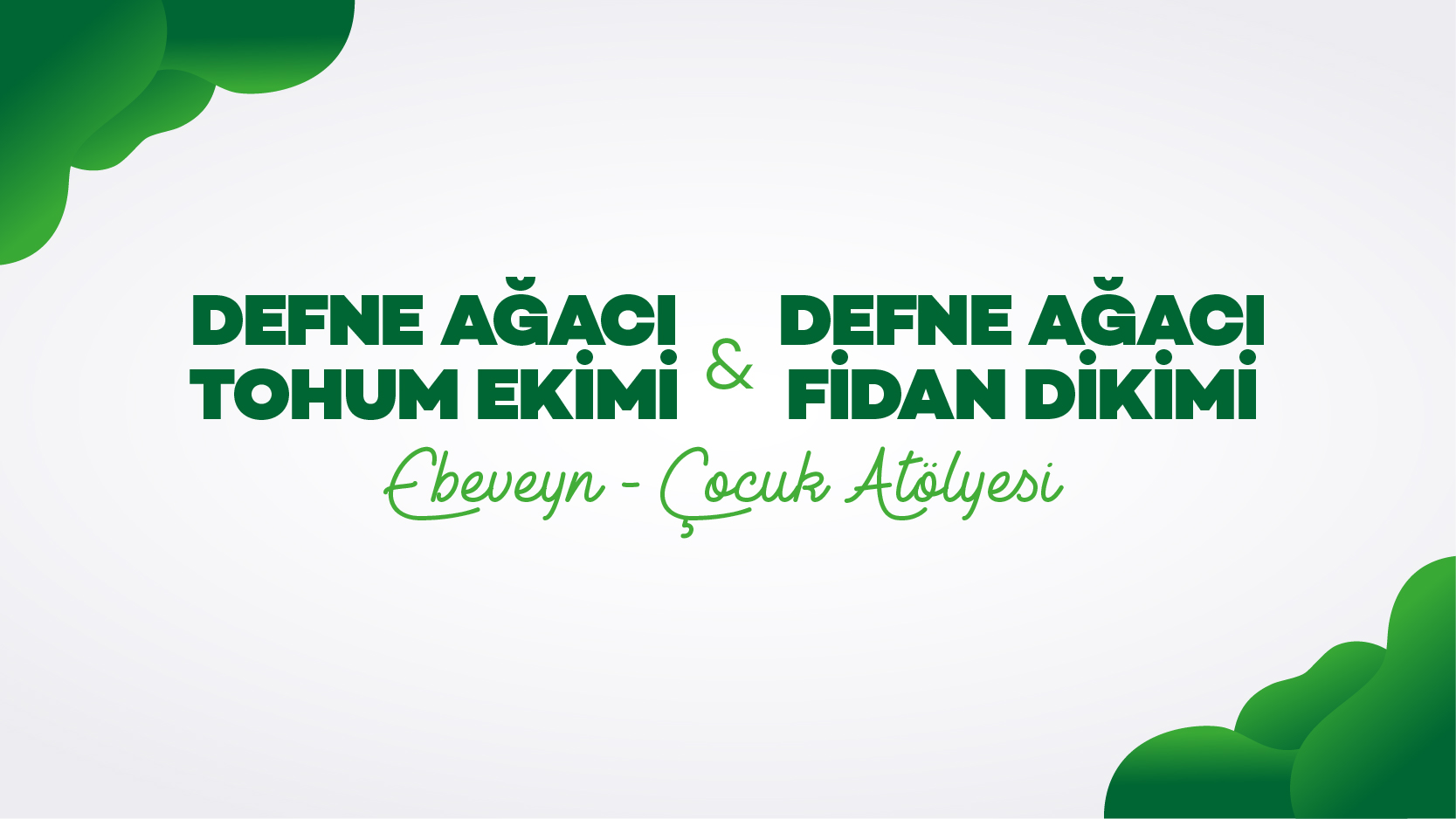 Defne_Ağacı_Tohum_Ekimi_web_banner